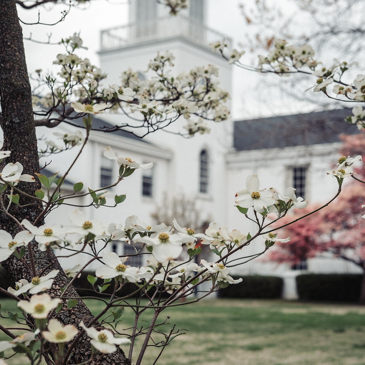 A white church building in the background, with white and pink dogwood flowers.