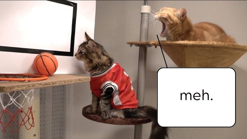 Two cats sitting on a cat perch looking at a basketball near a hoop. One cat is also yawning. The caption reads "meh."